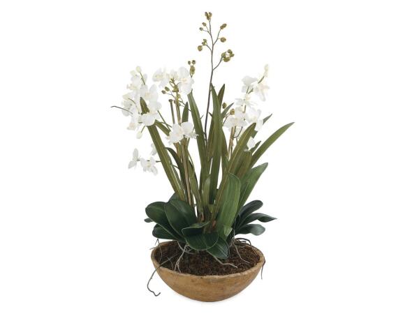 Moth Orchid Planter Accessories Accessories