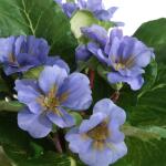 Trilogy Primrose Accents, S/3 Accessories Accessories 11