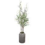 Aldis Potted River Birch - Image 7