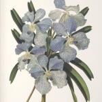 Orchid Botanical Framed Prints, S/6 - Image 5