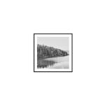 Acadia Tree Line