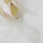 Glory Orchid, White - Image 3