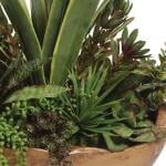 Salar Succulents - Image 5