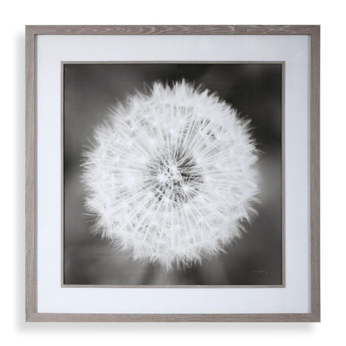 bc036ea64d769b23a2f70e70fd25c2d5 Dandelion Seedhead Framed Print - Image 1