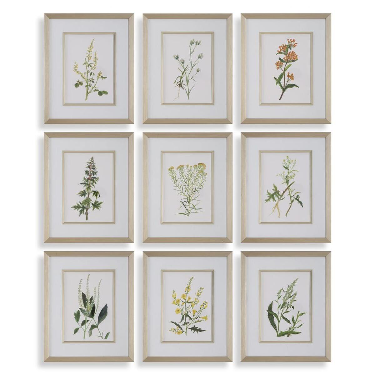 bc552895ea2fa618d4c4febdc9ba8577 Botanical Flowers Framed Prints, S/9 - Image 1
