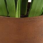 Sincerity Potted Hyacinth - Image 6