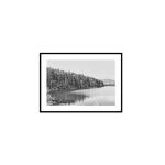 Acadia Tree Line