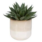 Doha Succulent Accent - Image 4