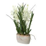 Ariana Orchid - Image 3