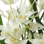Ariana Orchid - Image 5