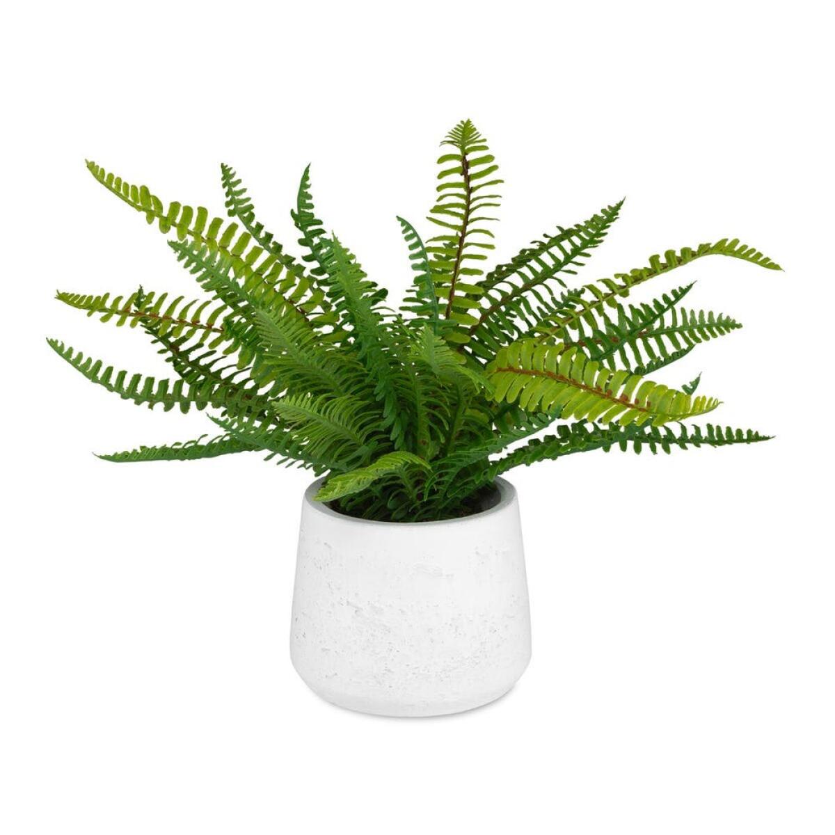 d3055f422aa386303e6a95ae9cbaa5c7 Boston Fern Accent - Image 1