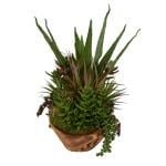 Salar Succulents - Image 6
