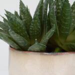 Doha Succulent Accent - Image 5