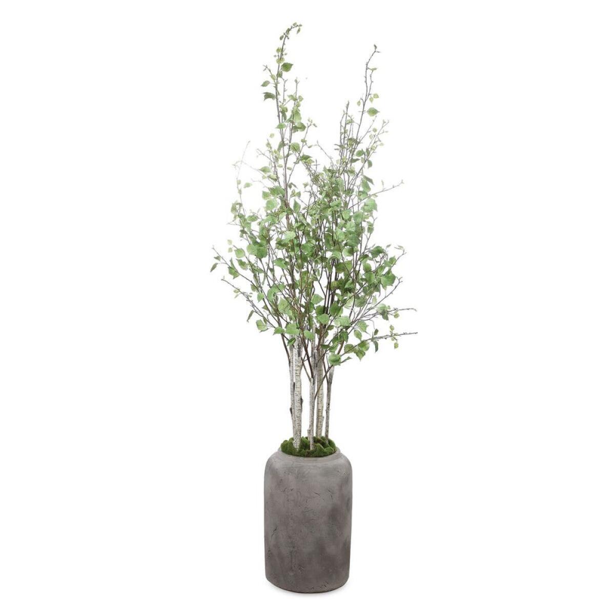 d8df57ee274fa96c1fdd0566b0af68aa Aldis Potted River Birch - Image 1