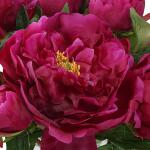 Prima Peony Bouquet - Image 6