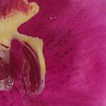 Glory Orchid, Fuschia Accessories Accessories 13