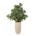 Crassula Jade Accent - Image 4