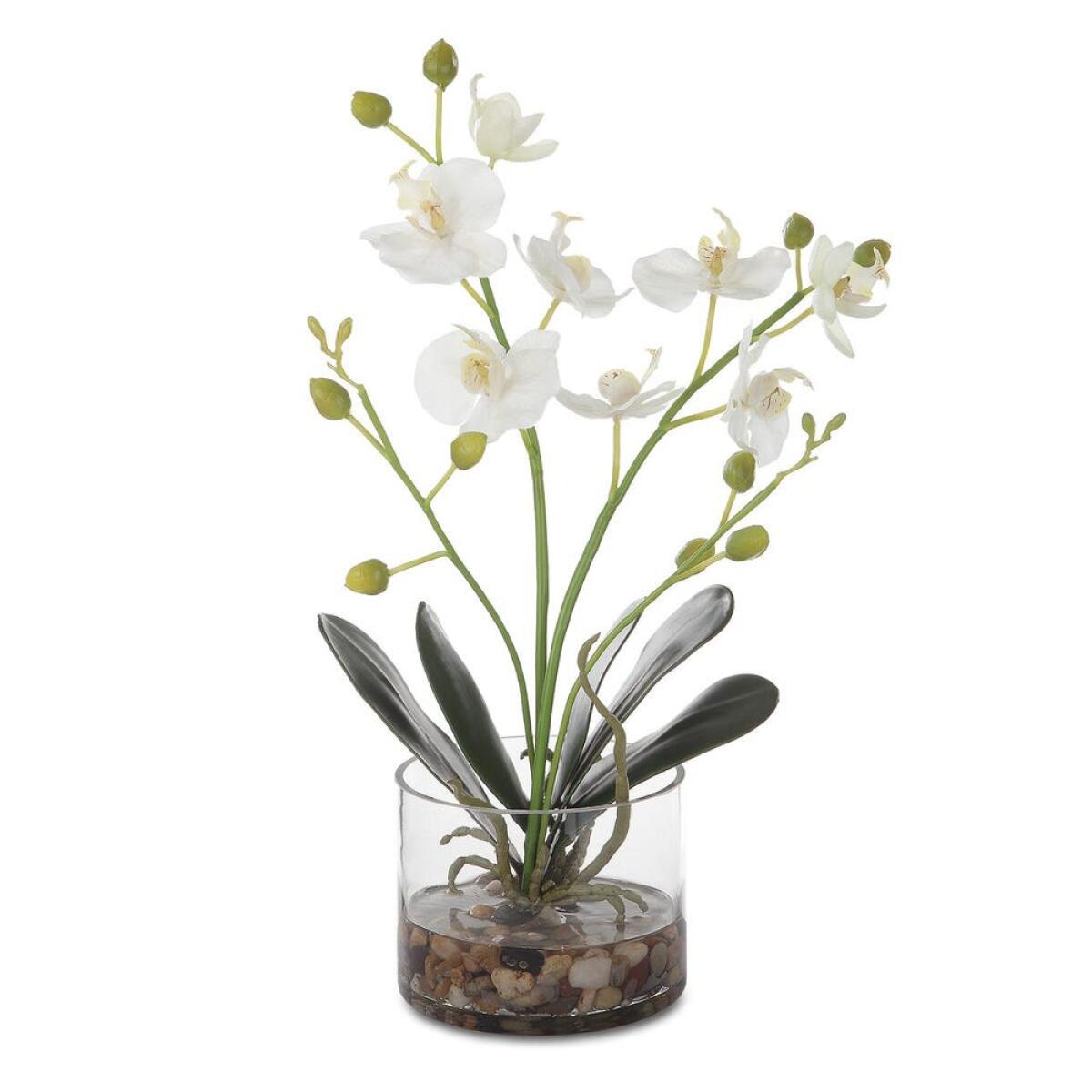 e1d16de26dbdae61f4a17f6fb4e4513d Glory Orchid, White - Image 1
