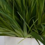 Edgewood Greenery, S/2 - Image 5