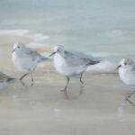 Tranquil Shorebirds On The Sand Framed Print - Image 5