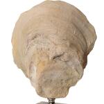 Oyster Shell Sculptures, S/2 Accessories Accessories 16