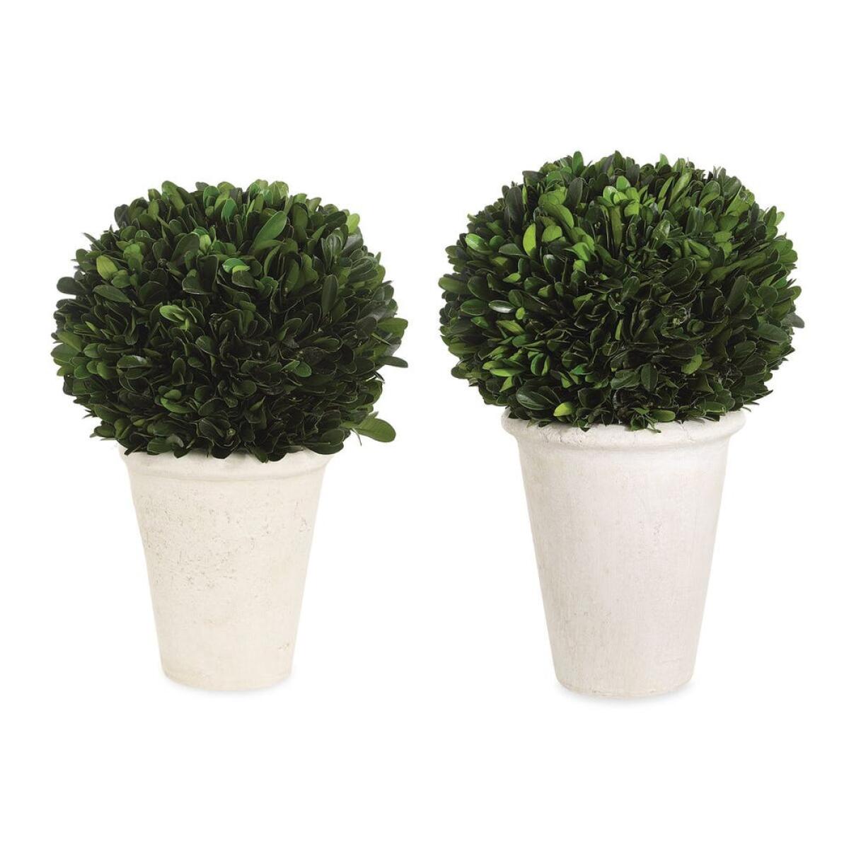ee36ed0cf1cfc88a4fd0284b1fc6d234 Preserved Boxwood Domes, S/2 - Image 1