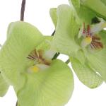Valdive Orchid - Image 5
