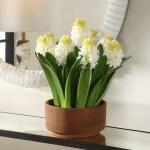 Sincerity Potted Hyacinth - Image 3