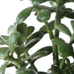 Crassula Jade Accent - Image 5