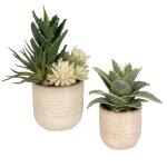 Seaside Succulents, S/2 - Image 4
