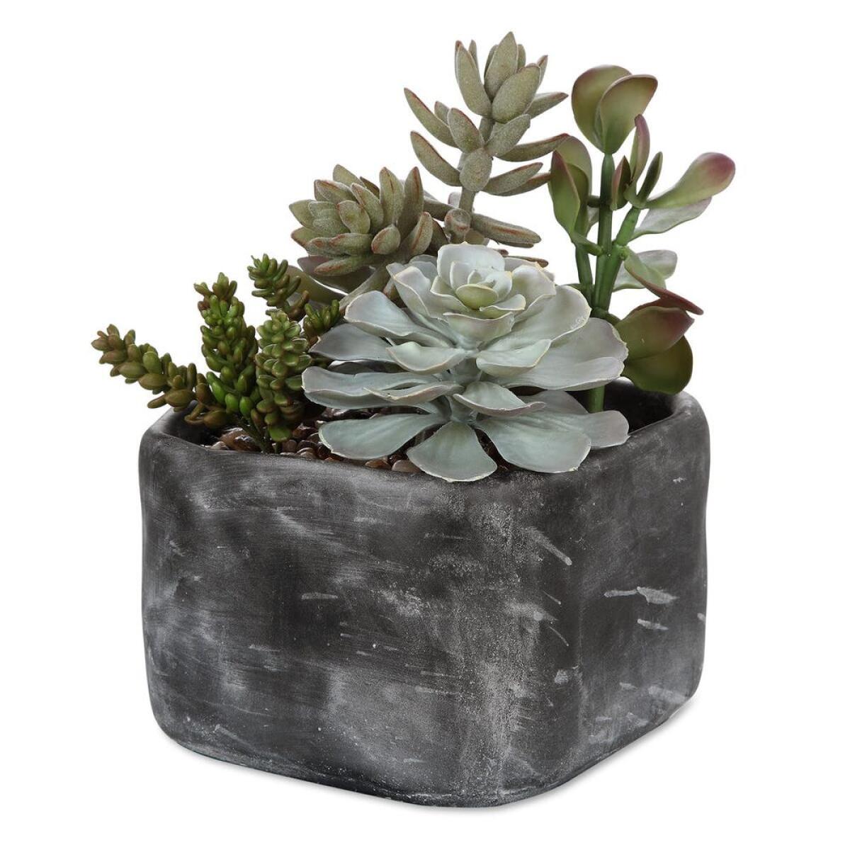 fb583bb0cf0c546374ba0f60b9ce80a5 Alverio Succulents - Image 1