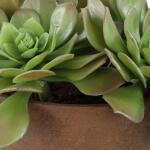 Sable Succulent Accent - Image 7