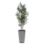 Sonora Olive Tree - Image 5