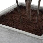 Sonora Olive Tree - Image 7
