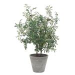Marisol Potted Olive - Image 4