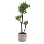 Arbor Strawberry Tree - Image 5