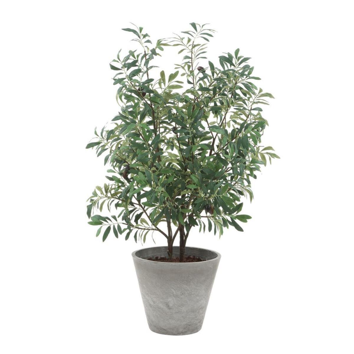 62aaeada01c9d0f6e0b7f039e569a178 Marisol Potted Olive - Image 1