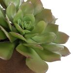 Sable Succulent Accent - Image 6