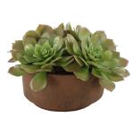 Sable Succulent Accent - Image 4
