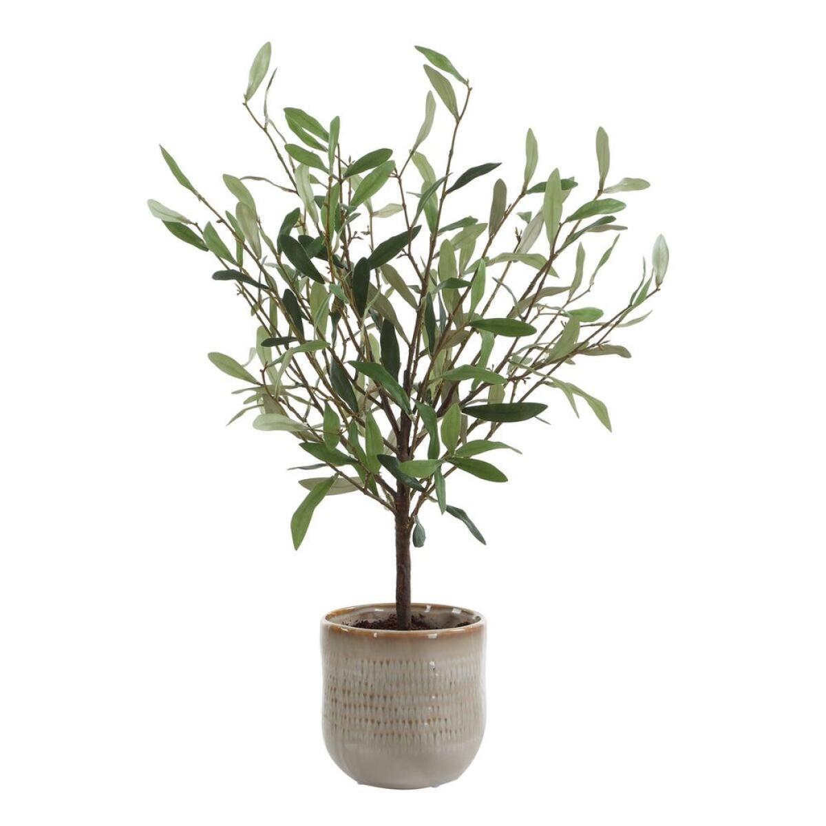 7e2bf700afe04715678ee9402cab06fb Solea Olive Accent - Image 1
