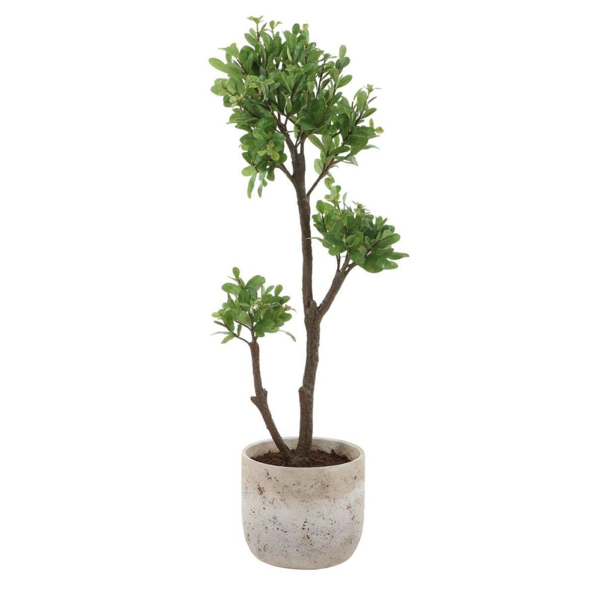 a177debe18ba35ce3b1dc89b44f26c01 Arbor Strawberry Tree - Image 1