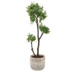 Arbor Strawberry Tree