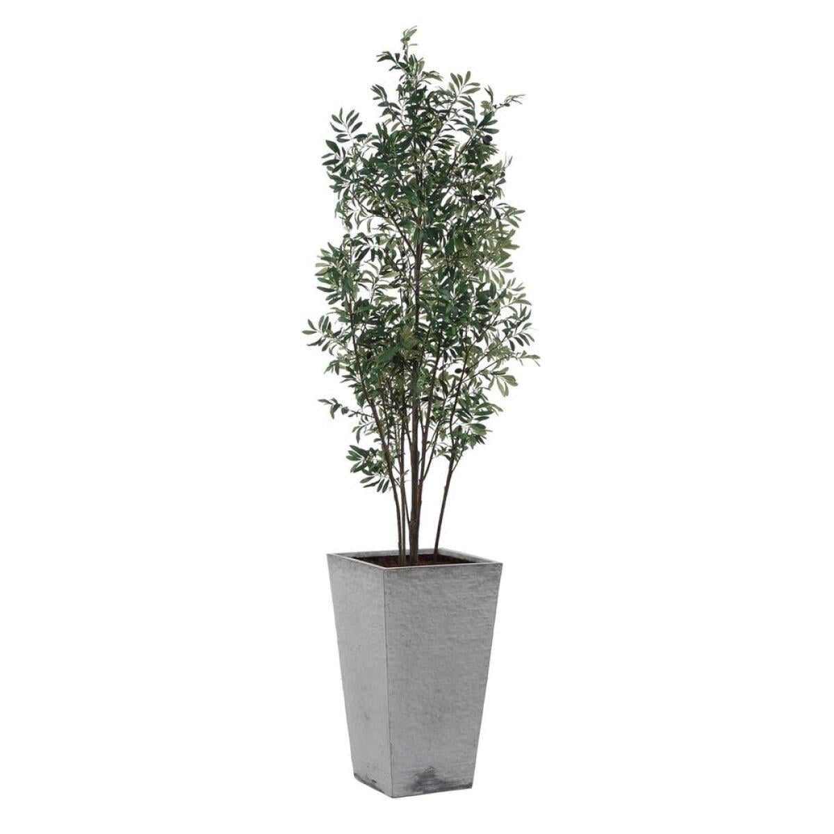 b0abeef5a0e00fa1d62601a6932b6d29 Sonora Olive Tree - Image 1