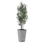 Sonora Olive Tree