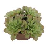 Sable Succulent Accent - Image 5