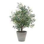 Marisol Potted Olive - Image 5