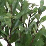 Arbor Strawberry Tree - Image 6
