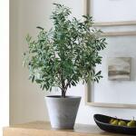 Marisol Potted Olive - Image 3
