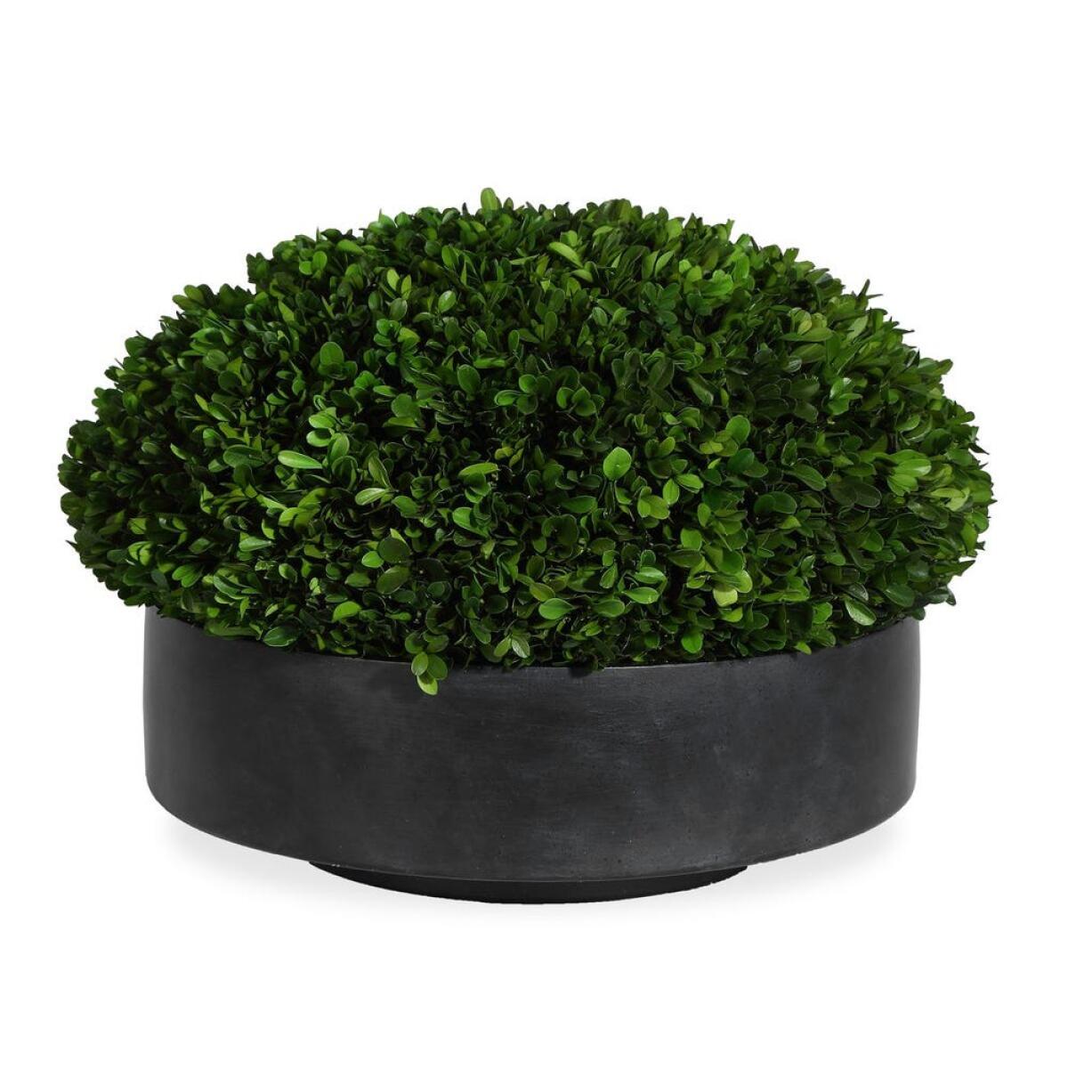 d2da404267fc481b3756d143de69431f Verdana Boxwood Centerpiece - Image 1