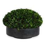 Verdana Boxwood Centerpiece